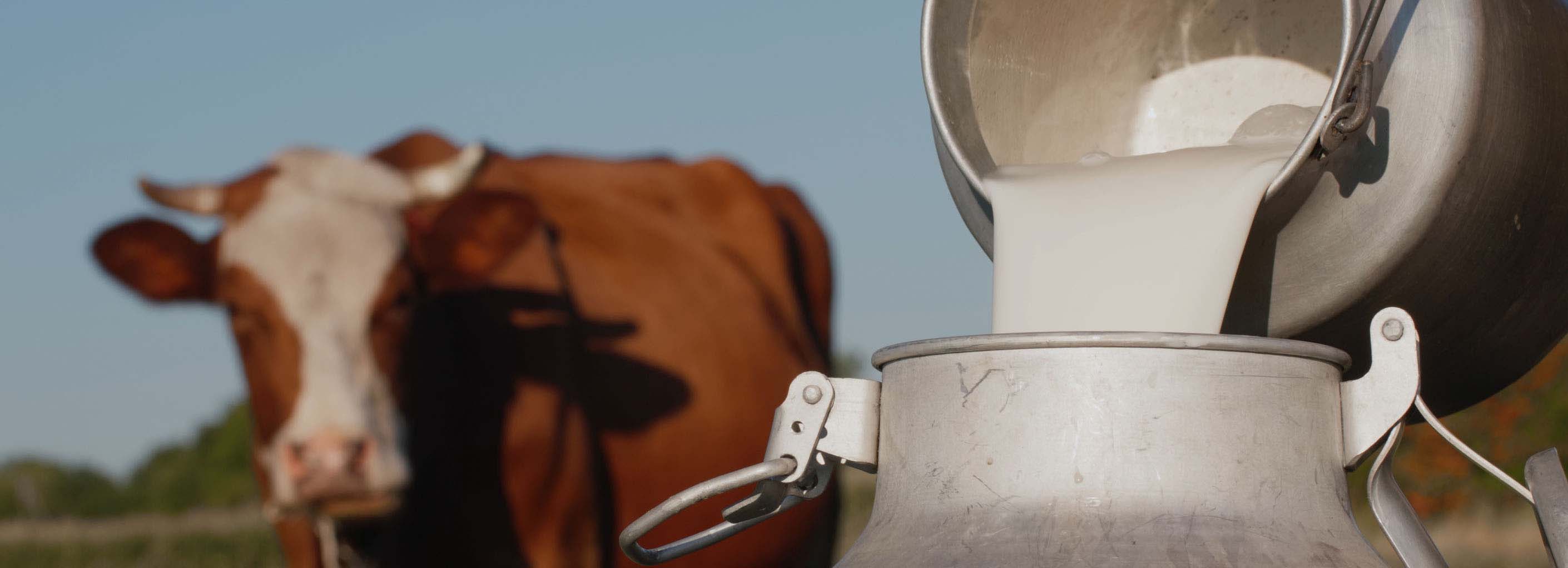 Gross Calorific Value Measurement of Feedstuffs, Faeces, and Urine